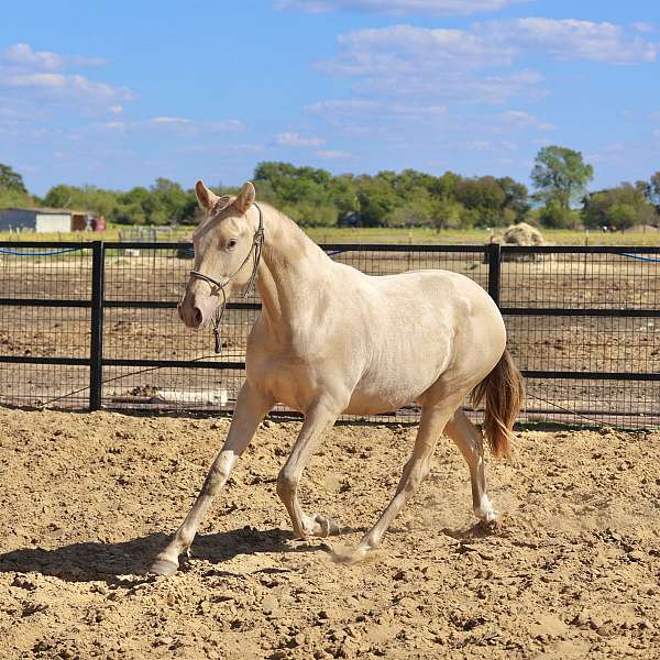 isabelo-andalusian-mare