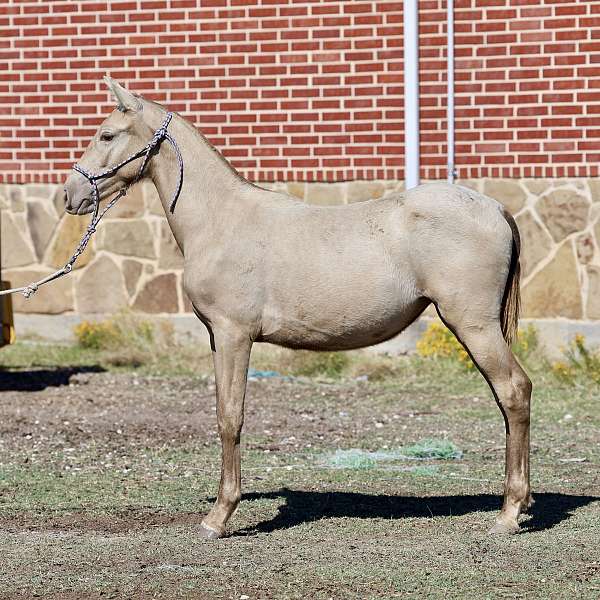 black-isabelo-andalusian-colt