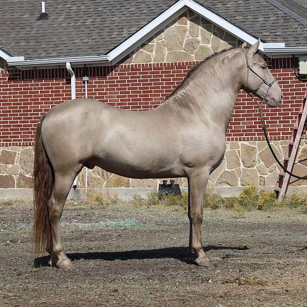 beautiful-filly-andalusian-horse