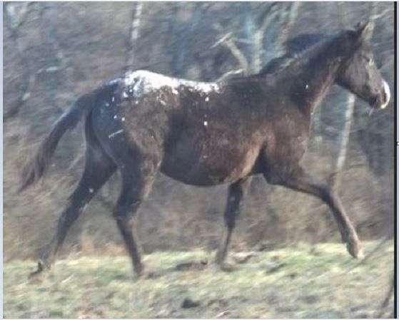 star-snip-blanket-horse