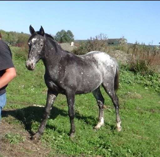 black-araloosa-for-sale