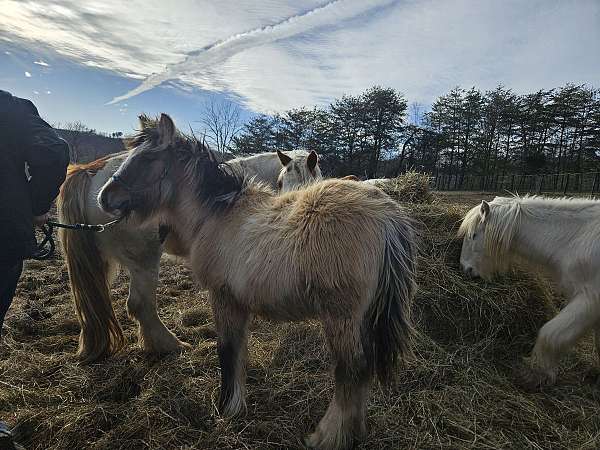 and-loads-gypsy-vanner-horse