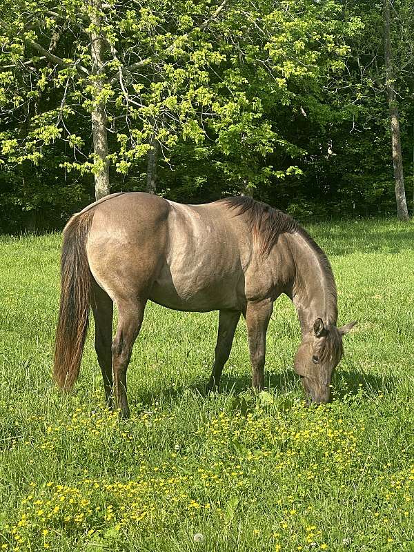 grulla-star-pastern-horse
