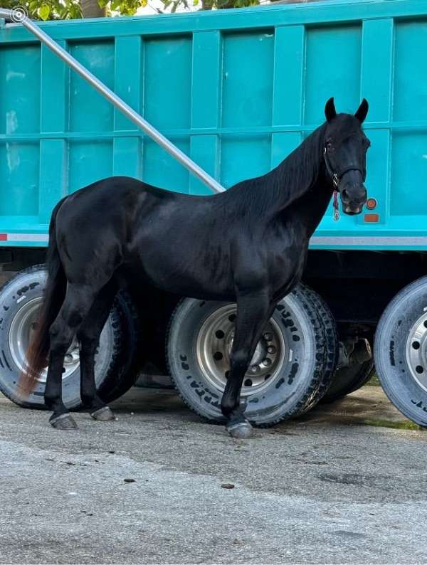 quarter-horse-gelding