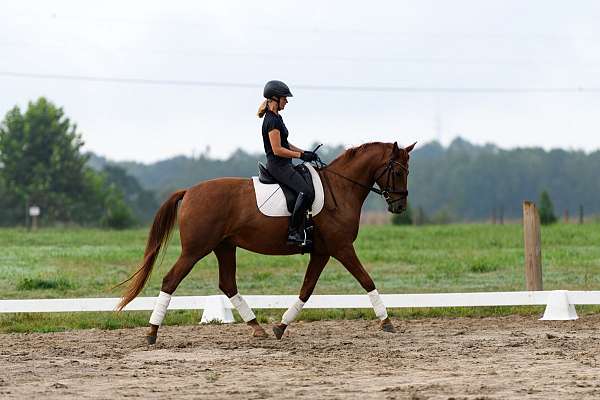 cross-fei-hanoverian-horse