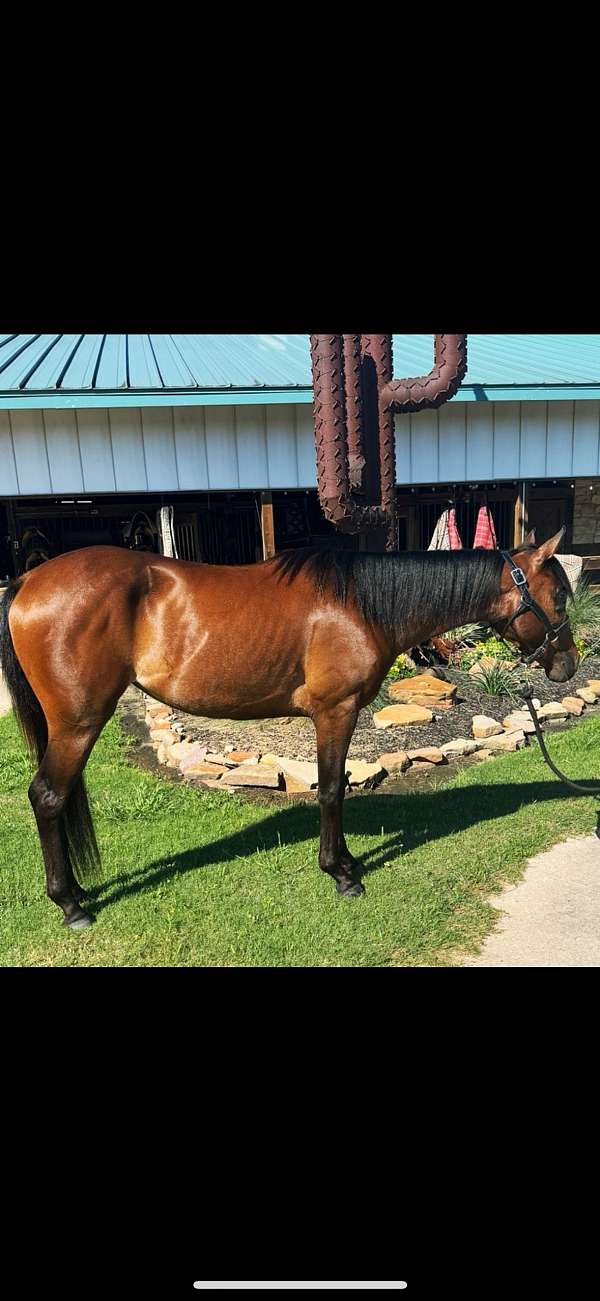 2-year-old-filly-mare