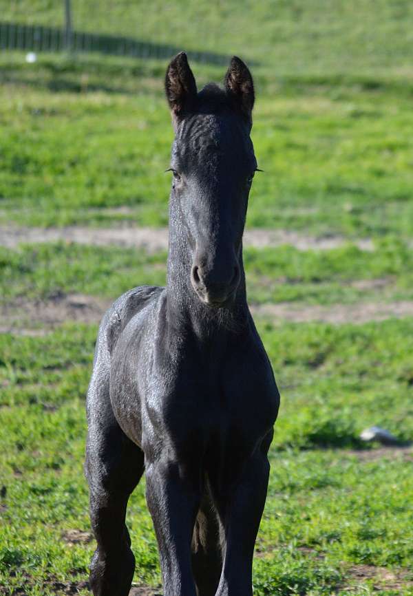 grandson-friesian-horse