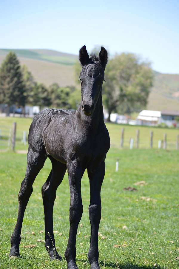 friesian-filly-weanling