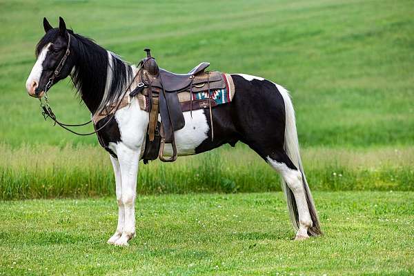 spotted-saddle-horse-tennessee-walking