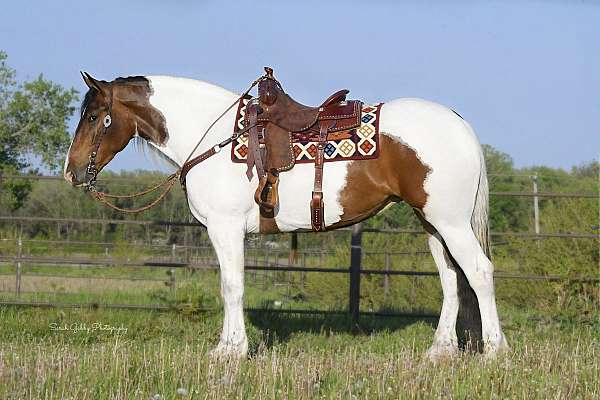 friesian-sport-pony-mare