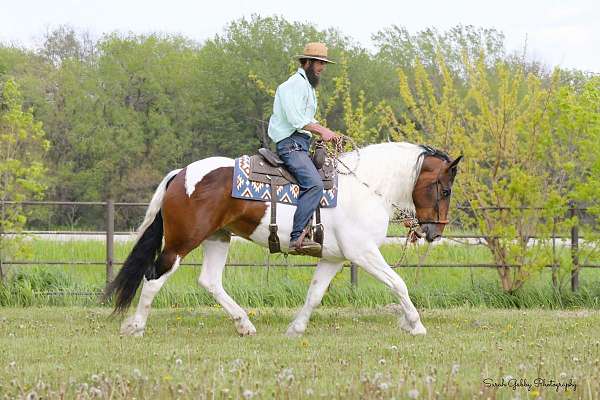 ranch-work-friesian-pony