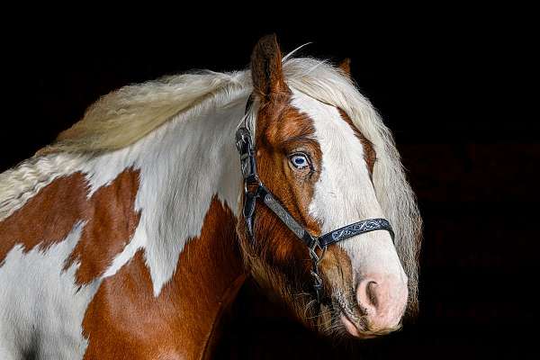 bay-athletic-blue-eyed-horse