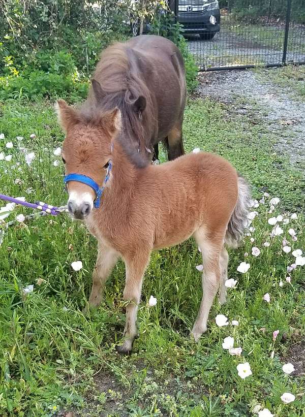 buckskin-miniature-filly-weanling