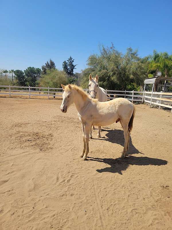 andalusian-horse