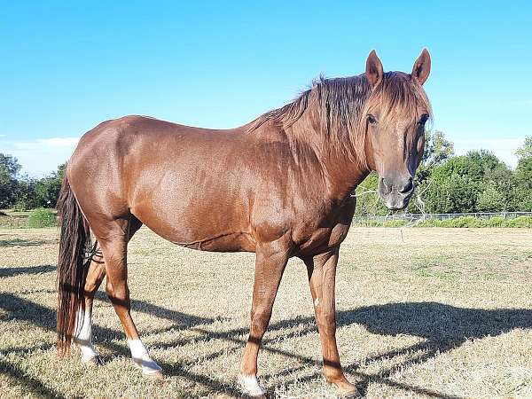 english-saddle-morgan-horse