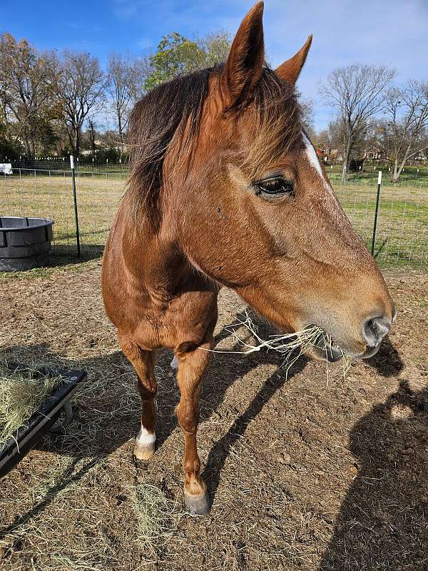 western-saddle-morgan-horse