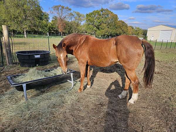 sidesaddle-morgan-horse