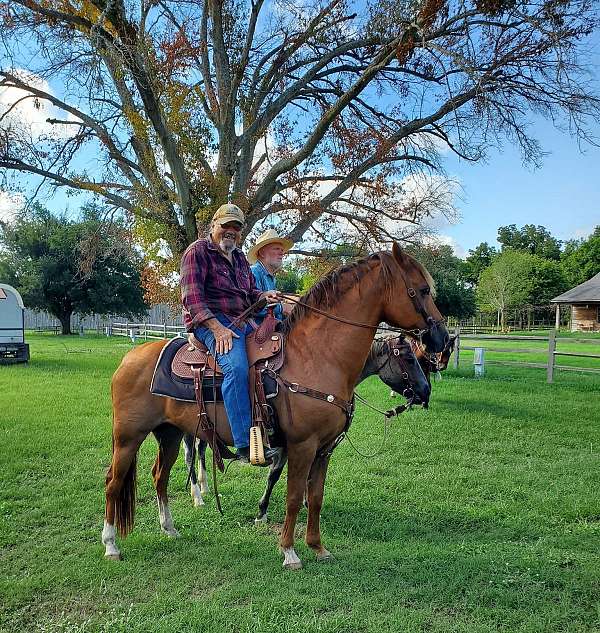 side-saddle-horse