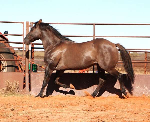 agouti-stallion