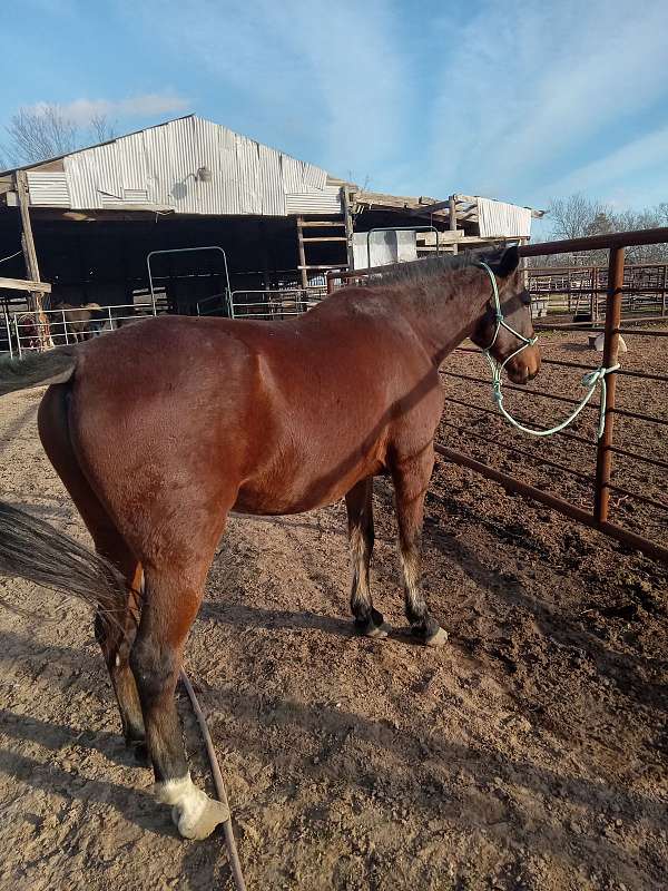 all-around-team-roping-mustang-horse