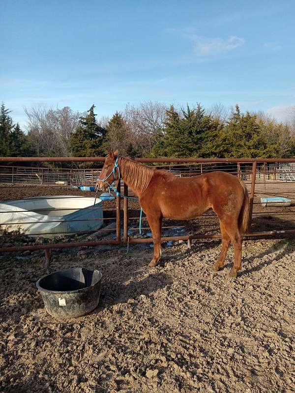 all-around-quarter-horse