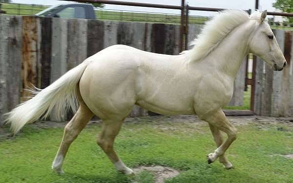 palomino-hunt-seat-horse