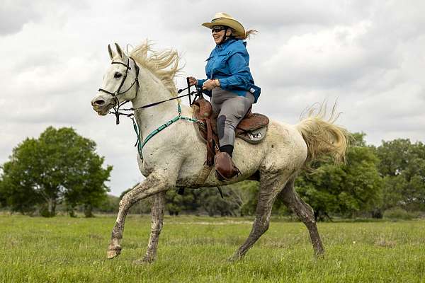 arabian-gelding