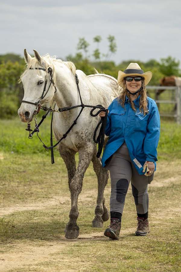 nice-handle-arabian-horse