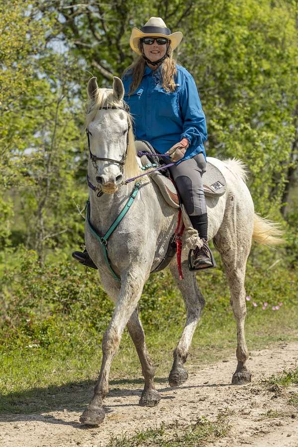 timid-arabian-horse