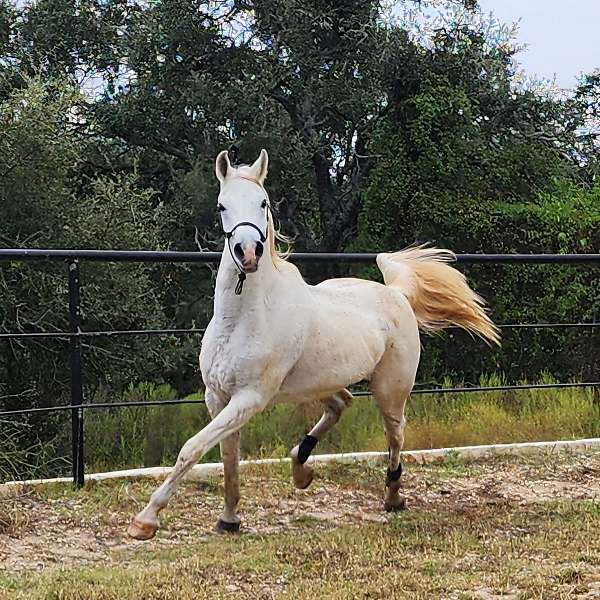 camper-arabian-horse