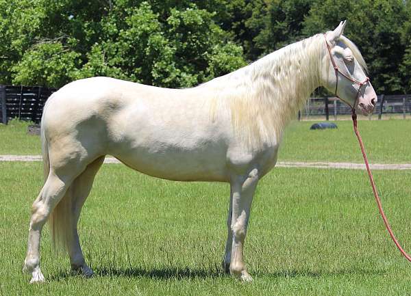 cremello-white-athletic-horse