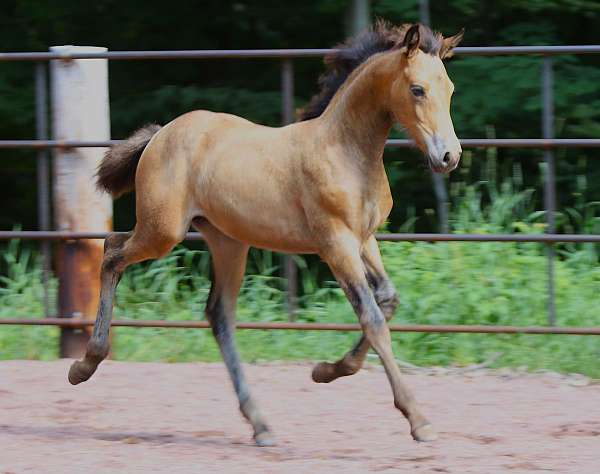 ialha-andalusian-horse