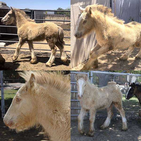 gypsy-vanner-pearl-horse