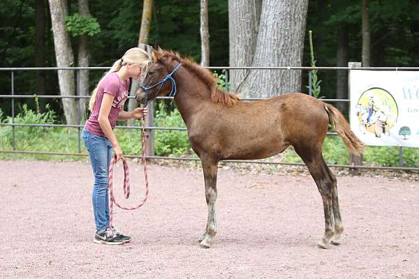 Gaited Morgan Filly ~ Bright Red!