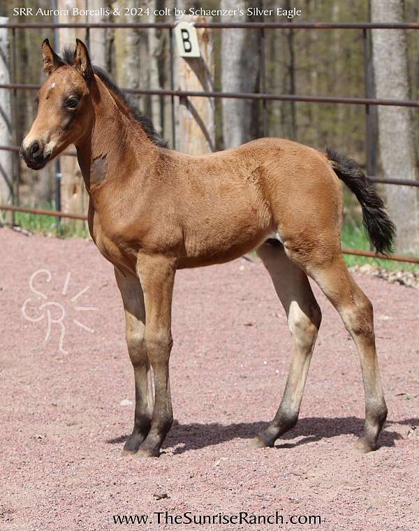 western-working-morgan-morgan-horse