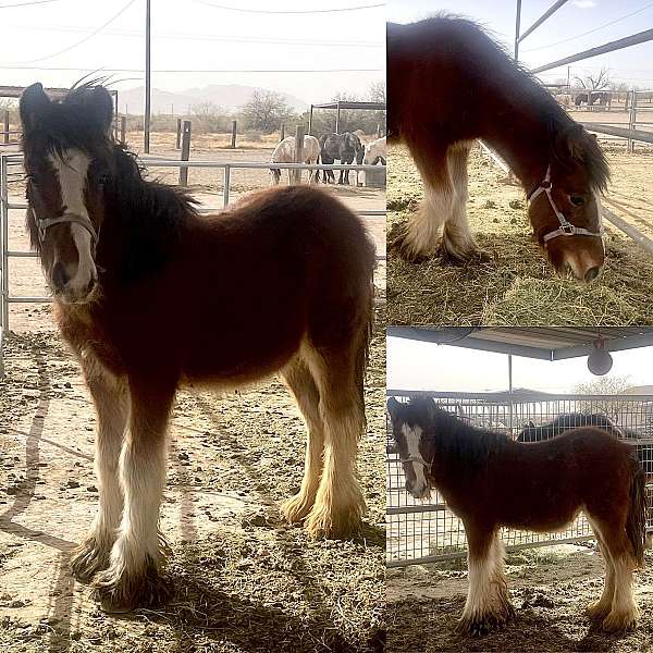 draft-colt-gypsy-vanner-horse