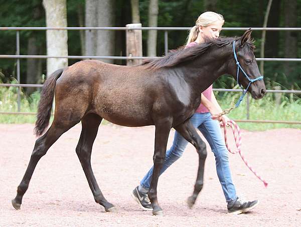 andalusian-horse