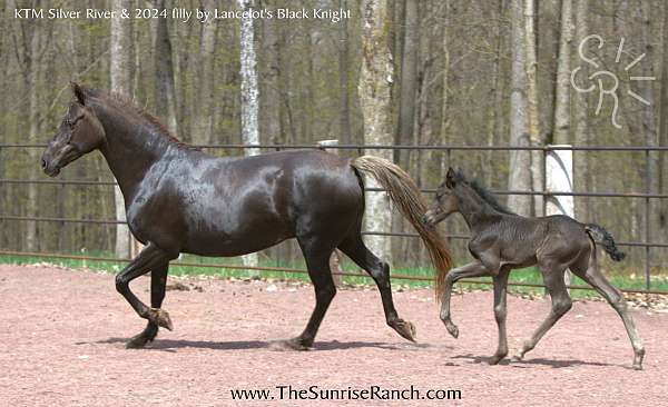 gaited-morgan-horse