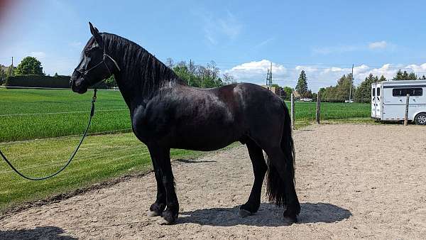 horsemanship-canadian-friesian-horse