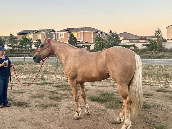 palomino-roan-dappled-quarter-horse