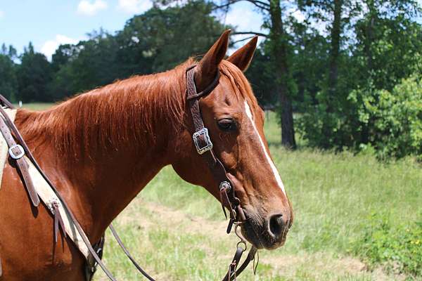 chestnut-hunter-under-sa-horse