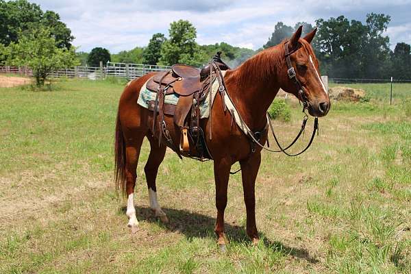 hunter-under-sa-quarter-horse