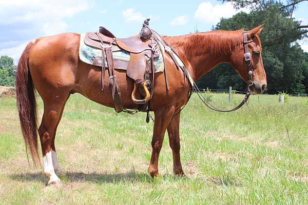 hunter-under-sa-gelding