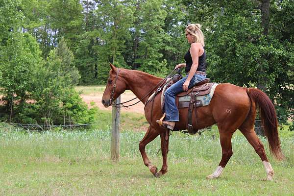 barrel-quarter-horse