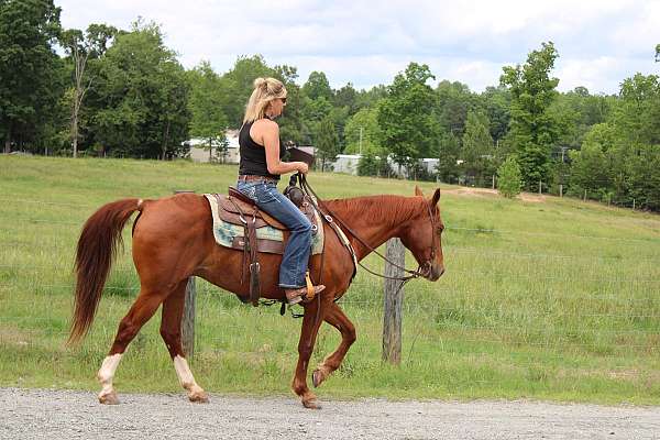 calf-roping-quarter-horse