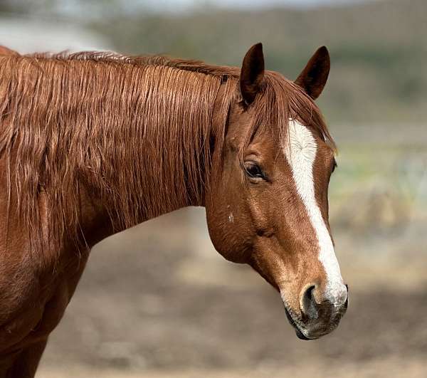 ranch-quarter-horse