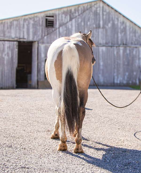 pinto-all-around-horse