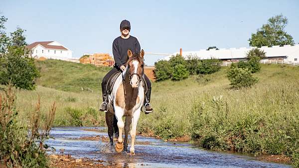 pinto-beginner-horse