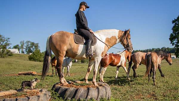 pinto-trail-horse