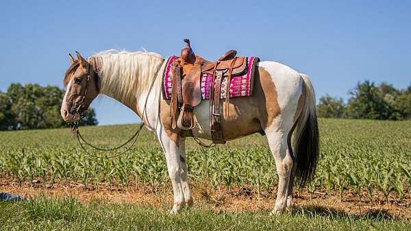 pinto-trail-riding-horse